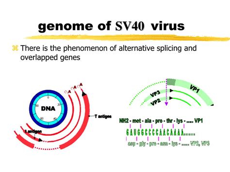 PPT - Structure and function of genome PowerPoint Presentation, free