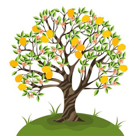 210 Lemon Tree Cartoons Stock Illustrations Graphiques Vectoriels
