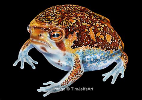 **INTRODUCING MY DESERT RAIN FROG** A Tiny Frog with a Big Squeak