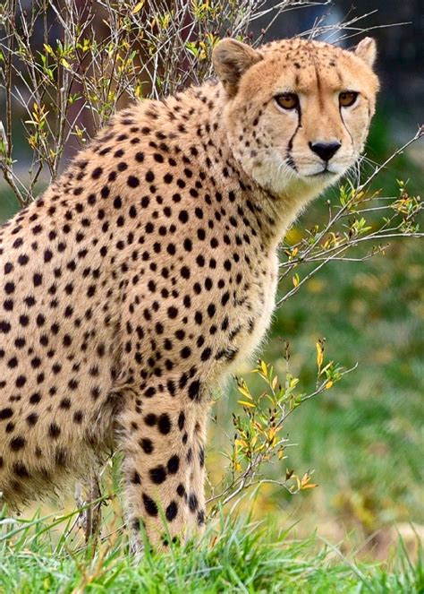 640x960 Wallpaper Cheetah Peakpx
