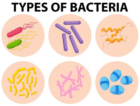Different Types Of Bacteria 416739 Vector Art At Vecteezy