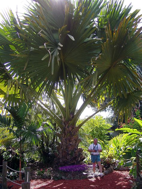 Talipot palm, Gebang Palm, Corypha utan, Corypha umbraculifera, article