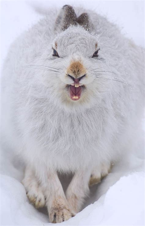 90 Best Images About Mountain Hare On Pinterest Wildlife