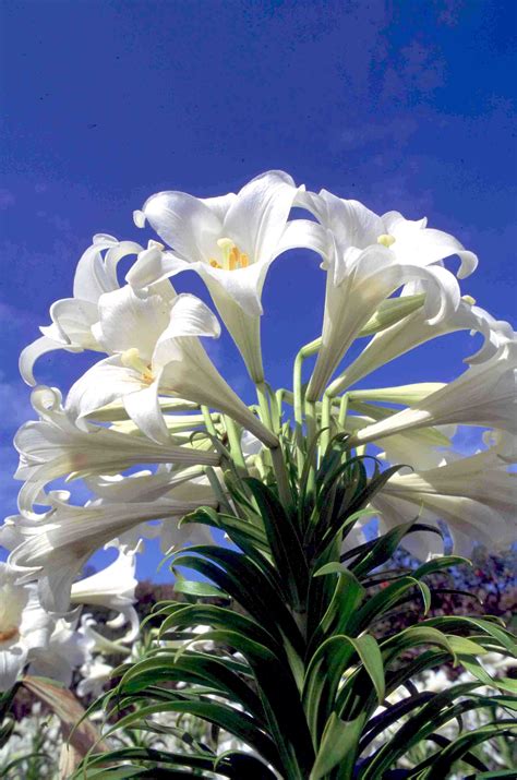 Bermuda Easter Lily Scott Stallard Easter Garden Flower Garden White