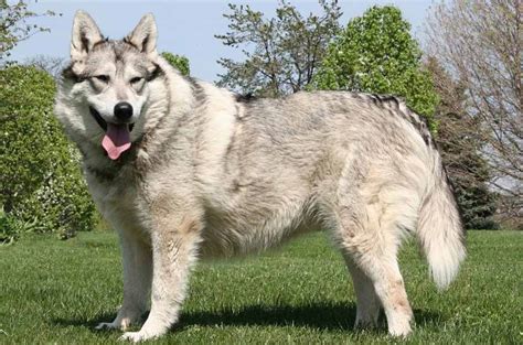 native american indian dog  big dog breeds