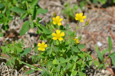 Yellow Woodsorrel Is A Brodleaf Weed With Heart Shaped Leaves