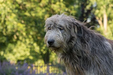 Irish Wolfhound Dog Breed Characteristics And Care