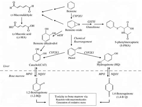 Benzene Metabolic Pathways And Toxicity Download Scientific Diagram
