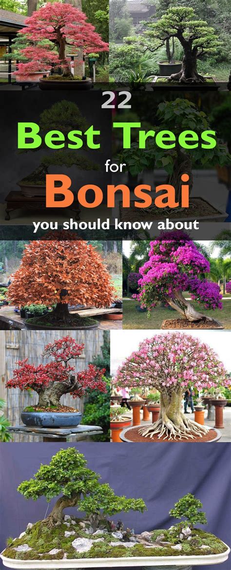 Which trees are best suited for bonsai? There are many but ...
