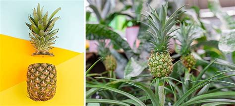 How To Grow Pineapple At Home From Tops