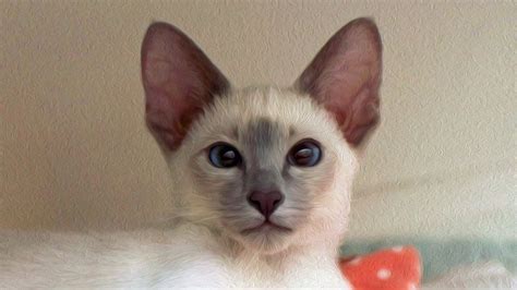 Lilac Point Siamese By Photoboater On Deviantart Siamese Siamese