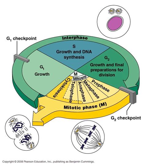 Cell Cycle Stages And Description Cell Cycle