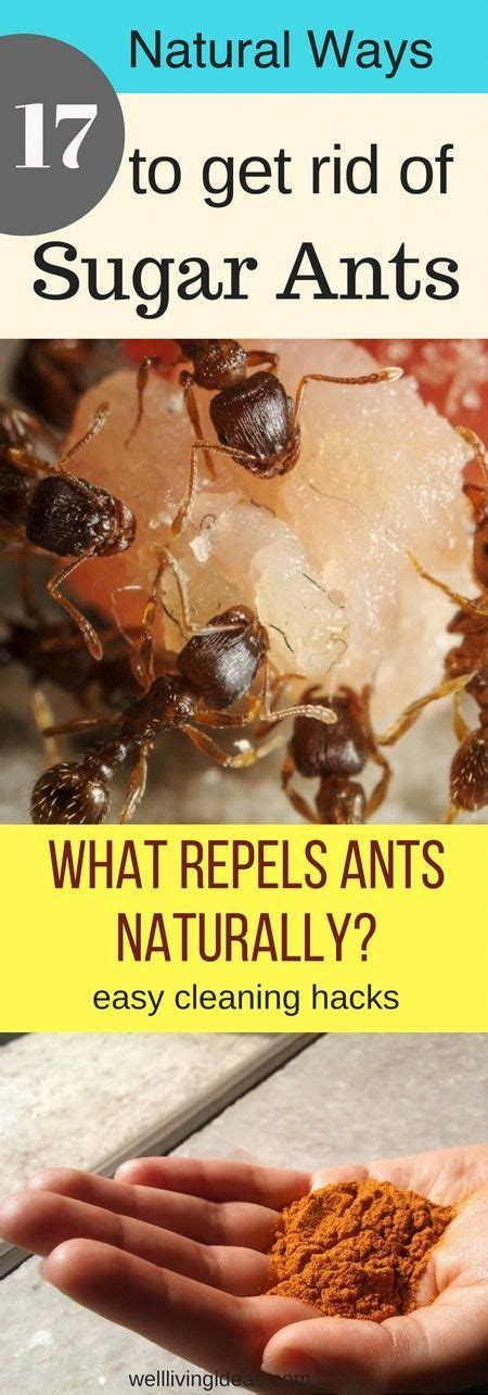 What is the best home remedy to kill ants. 17 Natural Ways to Getting Rid of Sugar Ants (In House And Kitchen) - Banish Them for Good in ...
