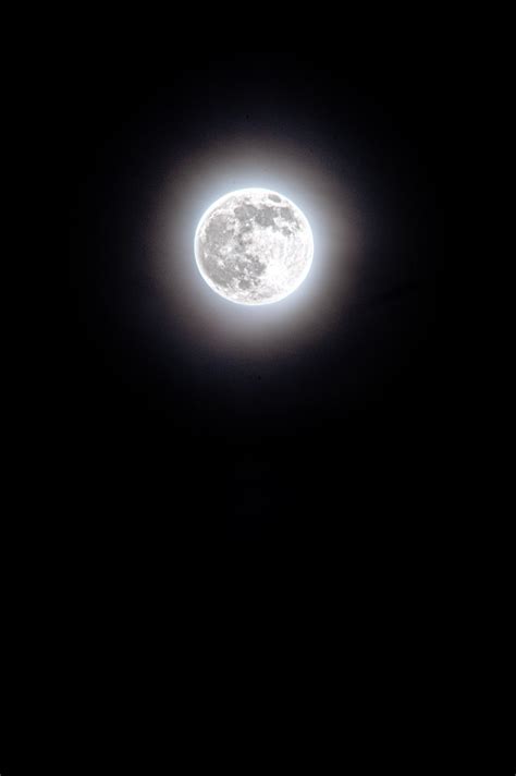 무료 이미지 하늘 보름달 천체 월광 나무 원 행사 한밤중 천계의 사건 어둠 천문학 구체 흑백 사진
