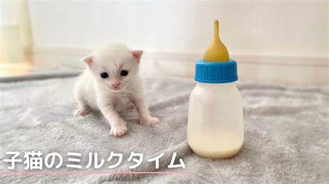 【生後2週間】子猫のミルクタイムから排泄までの様子 Youtube