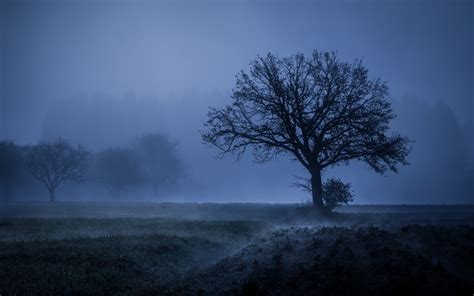 1680x1050 Field Fog Trees Blue Weather Cold 4k 5k 1680x1050 Resolution