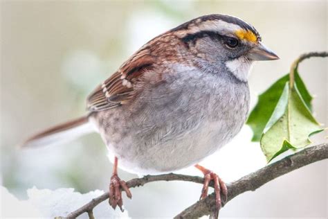 Identify North American Sparrows With This Photo Gallery Sparrow