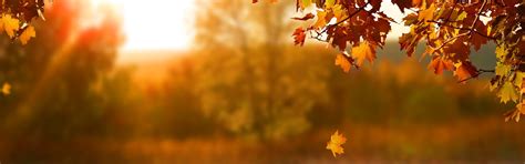 How Autumn Affects Our Minds And Bodies Progress Lifeline