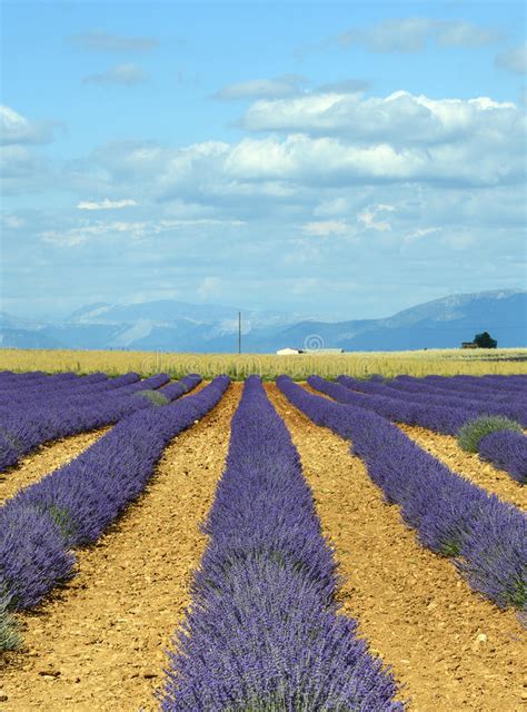 Nicknamed « the region's granary », this 800 km² plateau is mainly dedicated to lavender and grain. Plateau De Valensole (Provence), Lavender Stock Photos - Image: 33856323