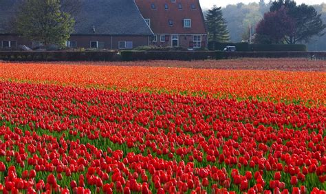 Top 11 Most Beautiful Tulips Fields In The Netherlands
