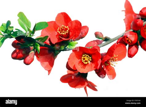 Japanese Quince Chaenomeles Japonica Hi Res Stock Photography And