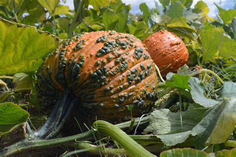 You can also spread them with things like. Bunch O Warts F1 Pumpkin. Powdery mildew resistant. Semi-bush.