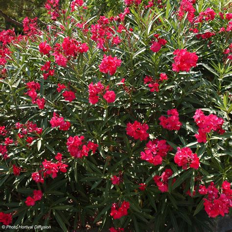 Laurier Rose Nerium Oleander Rouge Double Fleurs Dun Rouge éclatant