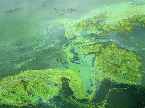 Researchers Search For Clues To Toxic Algae Blooms Mpr News