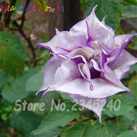 20 Purple Moonflower Seeds Gorgeous Night Blooming Beautiful Garden