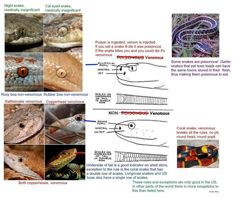 Snake Identification Venomous Vs Non Venomous Snake Bites Garter