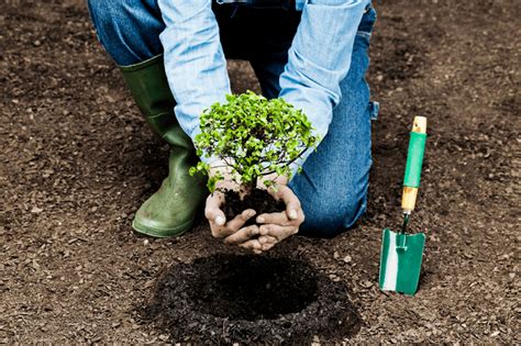 Cómo Plantar Un Árbol Trucos De Jardineria