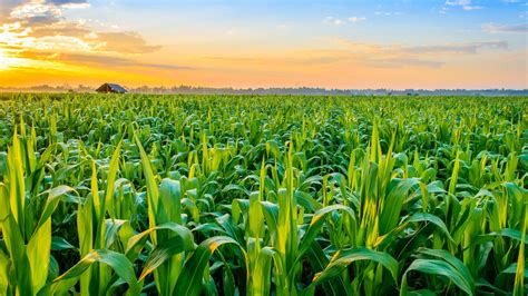 Will An Agricultural Investment Be Profitable Investor Square