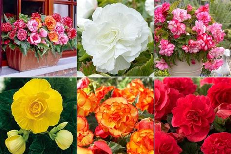8 Loài Hoa đẹp Tuyệt Trồng Vào Mùa Xuân