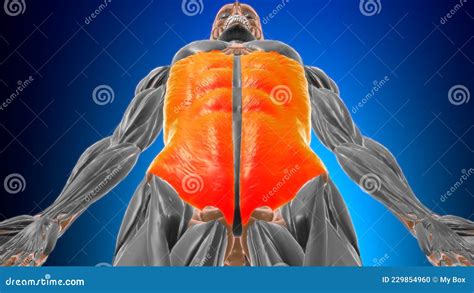 Anatomie Musculaire Oblique Externe Pour Concept Médical 3d