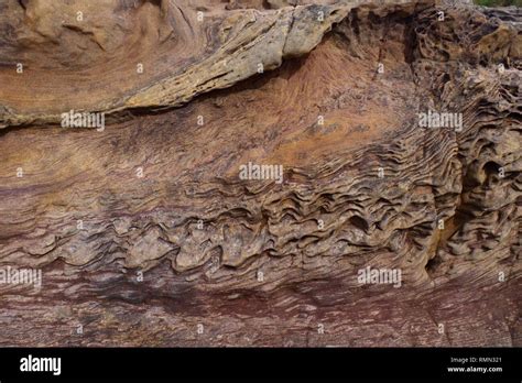 Convolute Bedding In Scottish Carboniferous Sandstone Geology Exposed