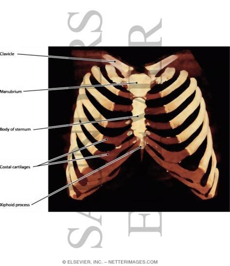 Figure 1.1 anatomical lines of the anterior chest wall (tilmann bn (2010), ventrale rumpfwand. Illustrations in Radiologic Anatomy - Weber 2E