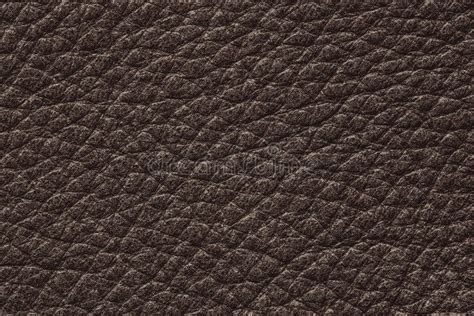 Dark Brown Color Genuine Cow Hide Leather Texture Close Up Stock Photo