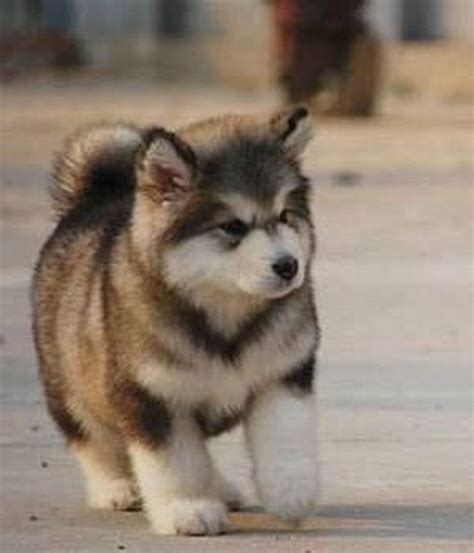 The 10 Best Dog Breeds For Runners Malamute Puppies Cute Dogs Breeds