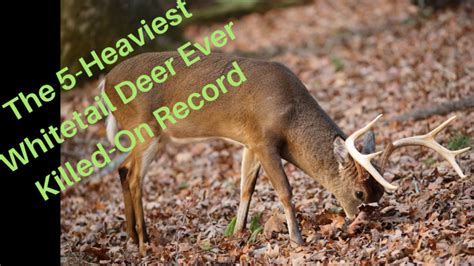 The 5 Heaviest Whitetail Deer Ever Killed On Record