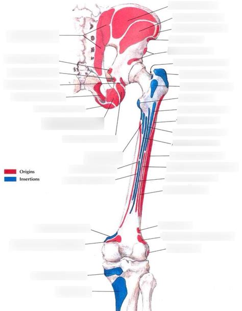 Md1011 Gluteal And Posterior Thigh Muscle Attachments Diagram Quizlet