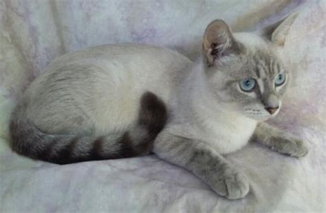 Adopt Topaz The Lynx Point Siamese Mix From Cats Can Inc