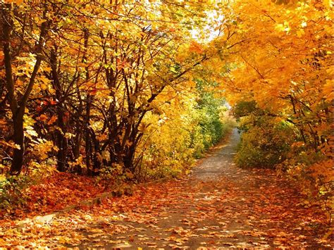 Most Beautiful Fall Scenes Beautiful Autumn Scenery Desktop
