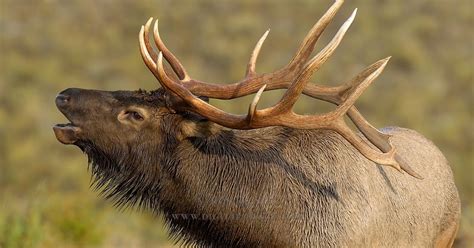 Elk Animal Amazing And Interesting Facts The Wildlife