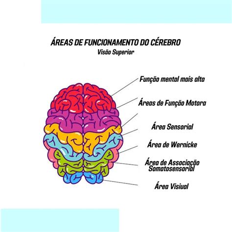 Acentuação Dos Sulcos E Fissuras Cerebrais
