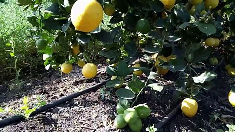 Seedless Lemon Plant Youtube