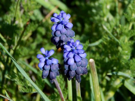 Free Images Nature Meadow Flower Purple Spring Green Herb