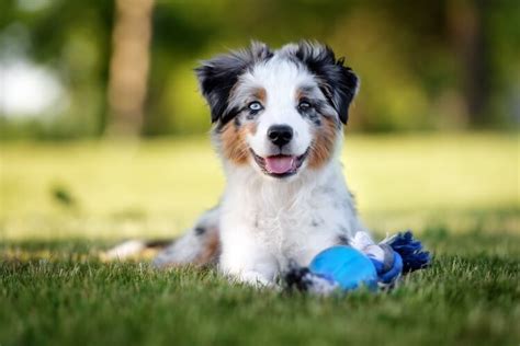 Mini Australian Shepherd Dog Breed Info And Pictures All Things Dogs