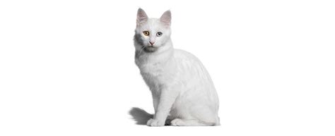 Turkish Angora Cat Breed History And Some Interesting Facts