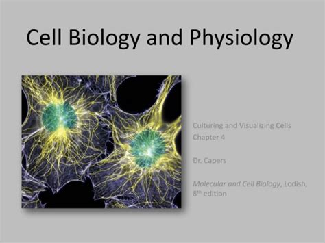 Ppt Cell Physiology Powerpoint Presentation Free Download Id11568506