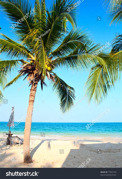 Palm Tree On Sunny Beach Stock Photo 77862733 Shutterstock